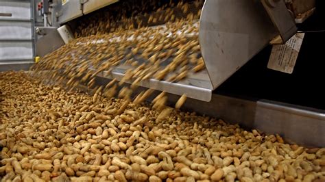 are m&m's made in a peanut factory